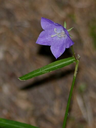 Didžiažiedis katilėlis nuotrauka
