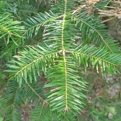 Abies balsamea image