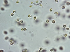 Uroglena