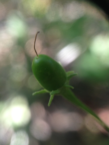 Image of Capsicum chacoense by no rights reserved