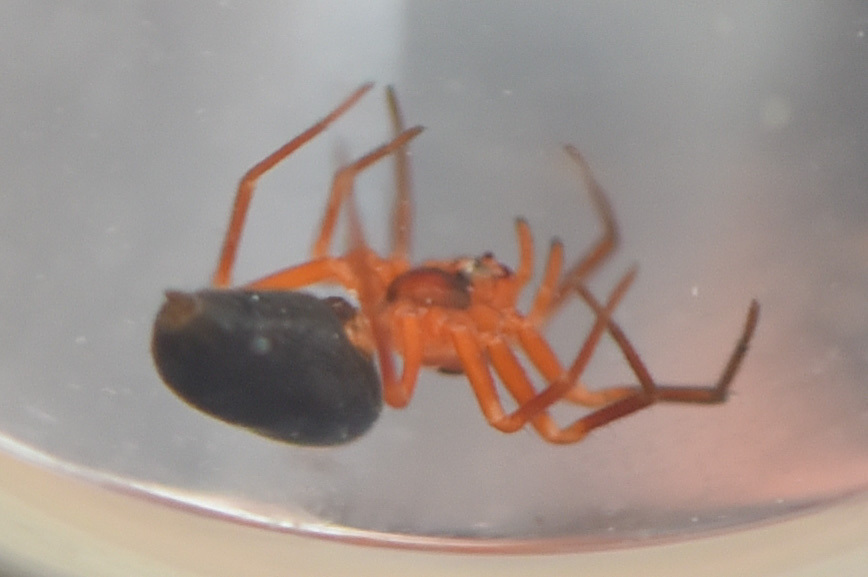 Dismodicus decemoculatus