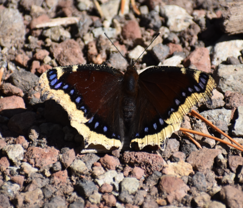 iNaturalist observation photo of Mourning Cloak