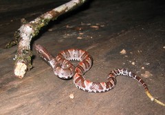 Bothrocophias microphthalmus