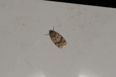 Oecophorinae