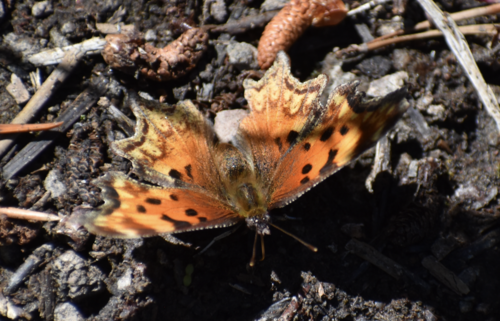 iNaturalist observation photo of Hoary Comma