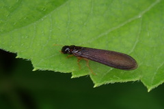 Kalotermitidae