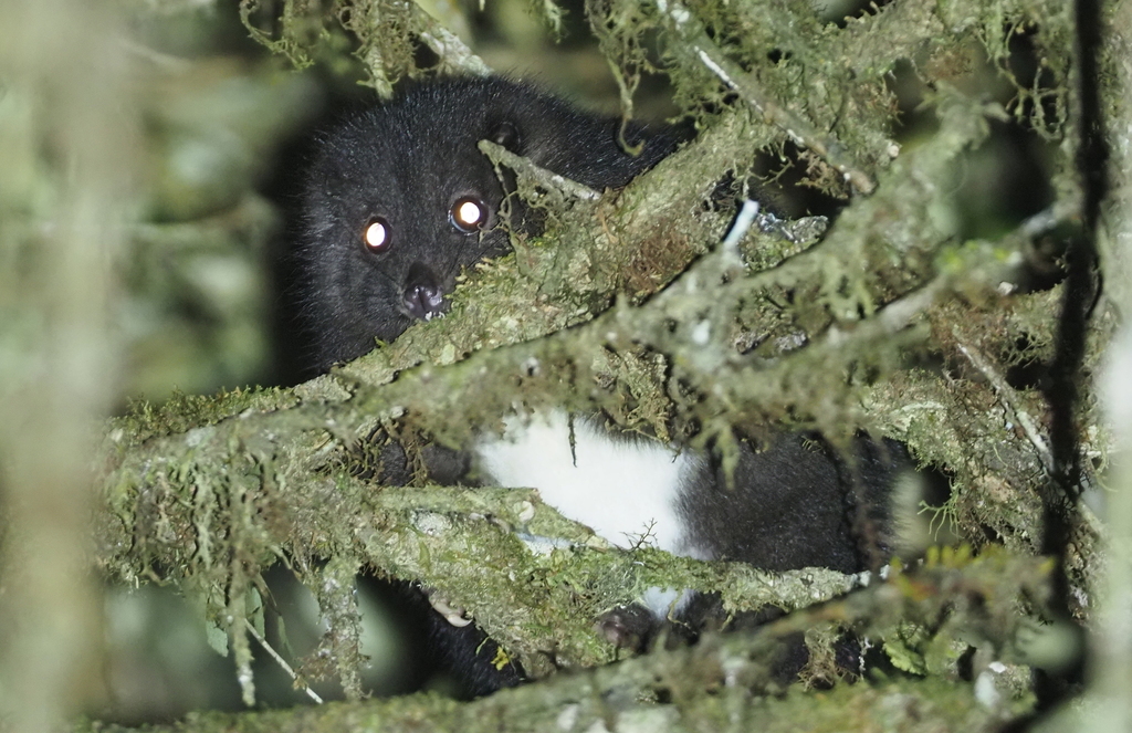 Silky Cuscus