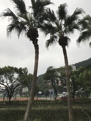 Livistona chinensis