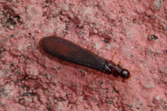 Kalotermitidae