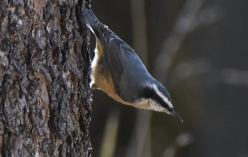 iNaturalist observation photo of Red-breasted Nuthatch