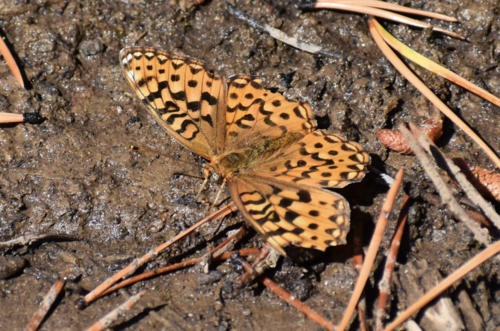 iNaturalist observation photo of Great Basin Fritillary