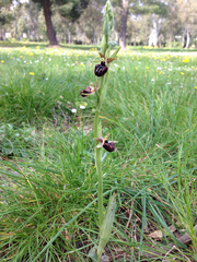 Ophrys sphegodes atrata