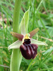 Ophrys sphegodes atrata
