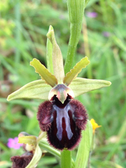 Ophrys sphegodes atrata