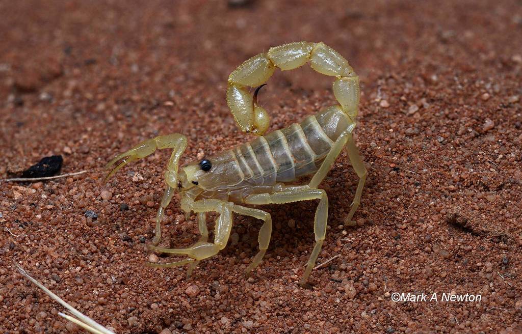 Australobuthus