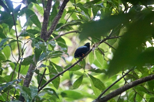 Long-tailed Manakin (Chiroxiphia linearis), photo 7