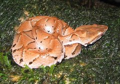 Bothrocophias microphthalmus