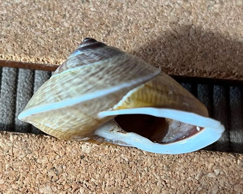Meliobba shafferyi