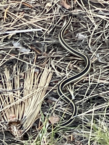 iNaturalist observation photo of Western Terrestrial Garter Snake