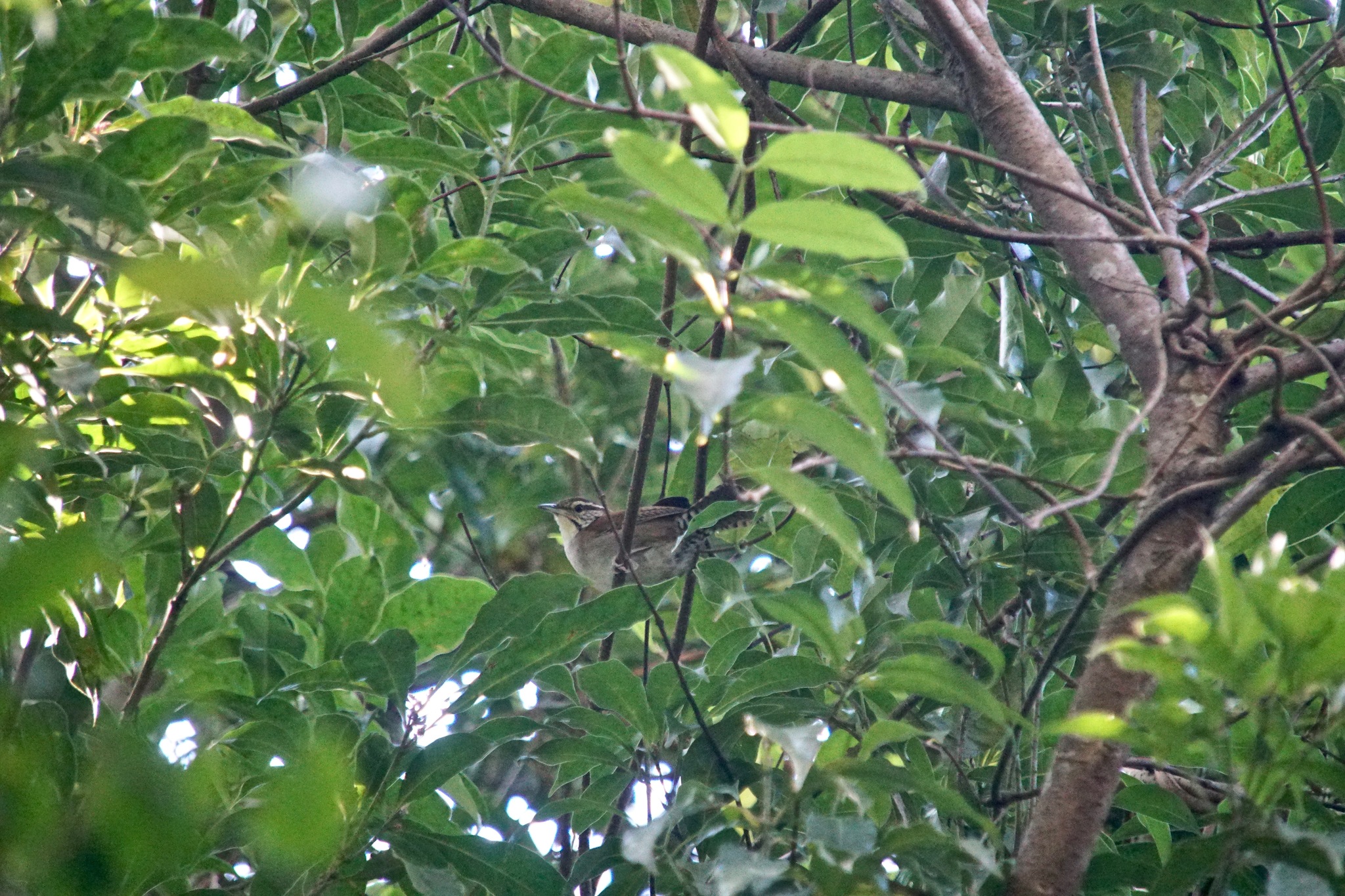 Rufous-and-white Wren (Thryophilus rufalbus)
