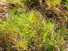 Distichlis distichophylla