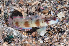 Mask Shrimpgoby photo 2