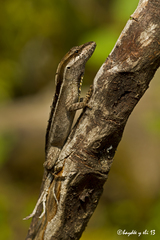 Anolis dollfusianus