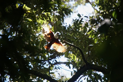Procnias tricarunculatus