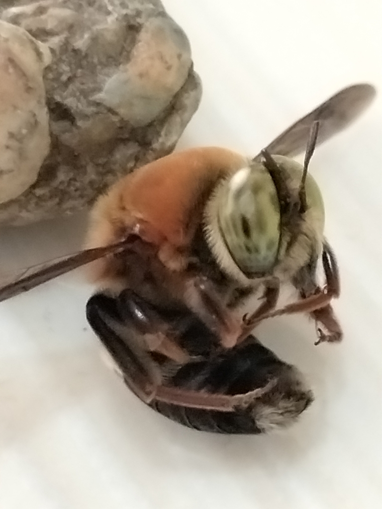 Mesoxaea arizonica