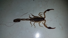 Centruroides margaritatus