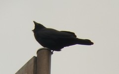 Corvus brachyrhynchos