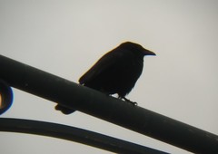 Corvus brachyrhynchos