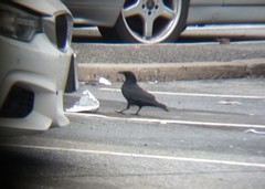 Corvus brachyrhynchos