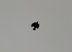 Corvus brachyrhynchos