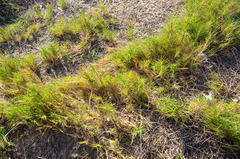 Distichlis distichophylla