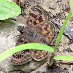 Erynnis martialis