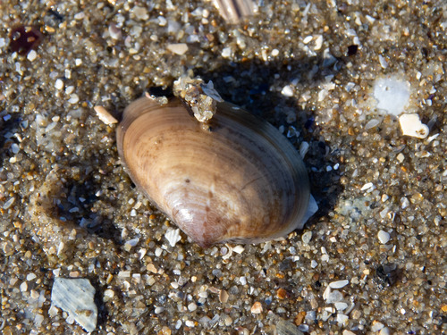 Eumarcia fumigata