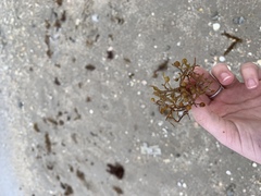 Sargassum natans