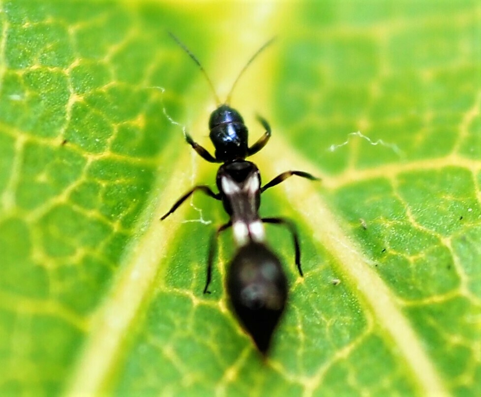 Franklinothrips