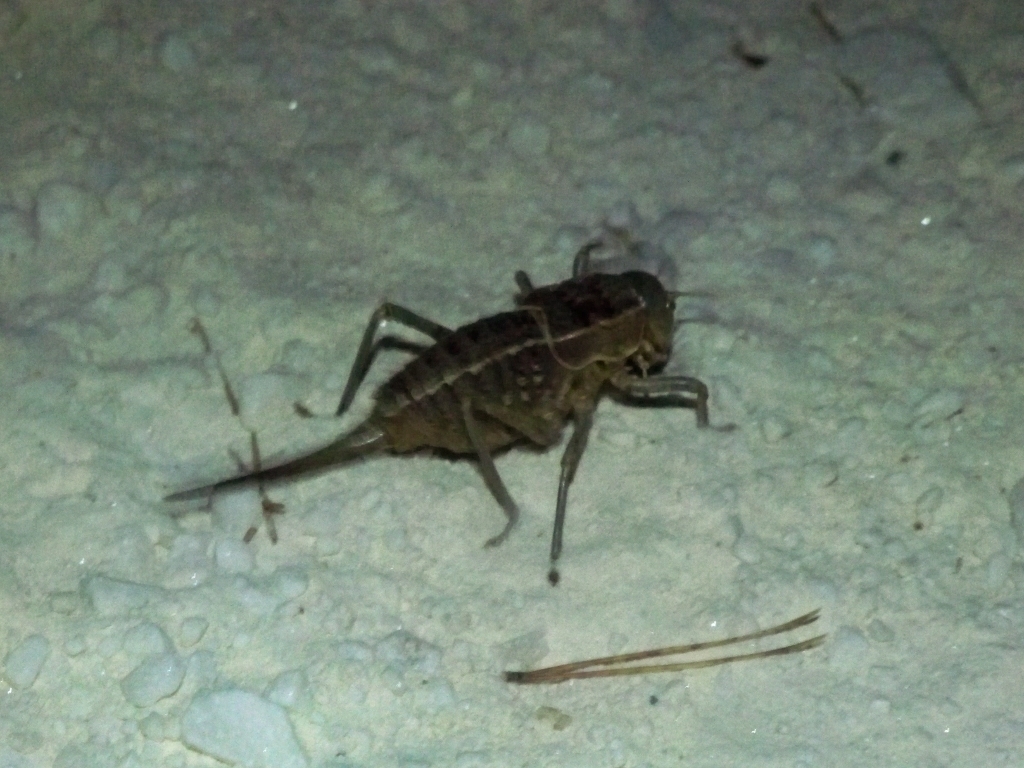 Algeciras Saddle Bush-cricket