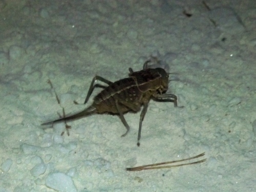 Algeciras Saddle Bush-cricket