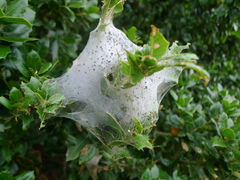 Malacosoma californica