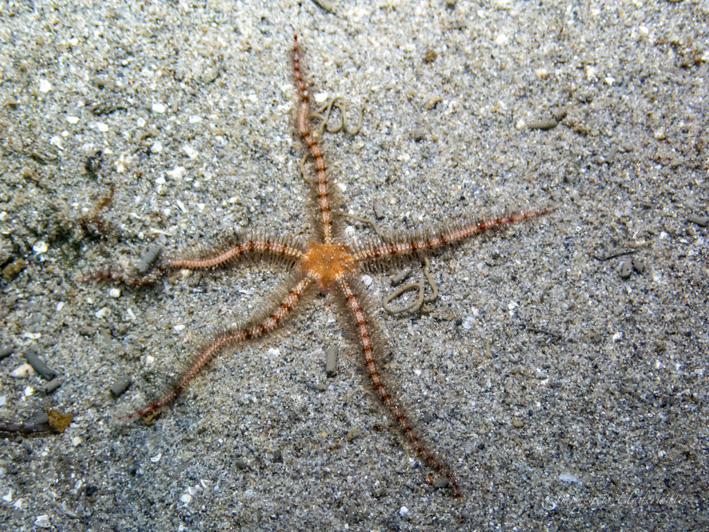 Ophiothrix caespitosa