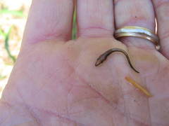 Acipenser fulvescens