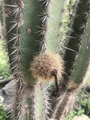 Armatocereus cartwrightianus