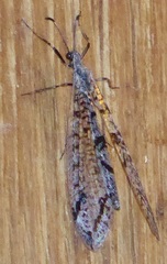 Dendroleon speciosus