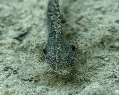 Callogobius depressus