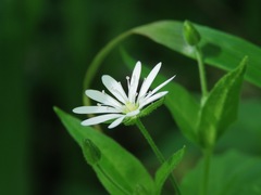Stellaria bungeana