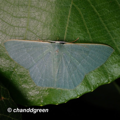 Thalassodes immissaria