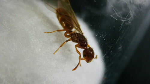 Lasius plumopilosusLasius plumopilosus